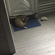Image for article titled A Raccoon Camped Out On My Back Porch This Week And I Couldn't Stop It